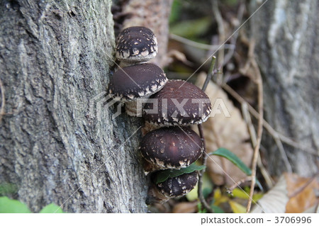 香菇香菇 3706996