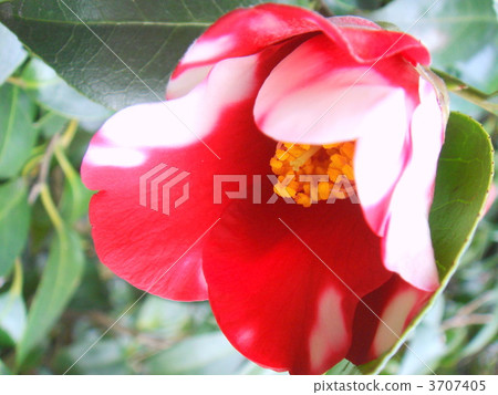 Variegated (camellia) 3707405