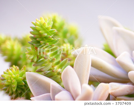 Ecqueria和綠色寵物種植多汁植物 3707409