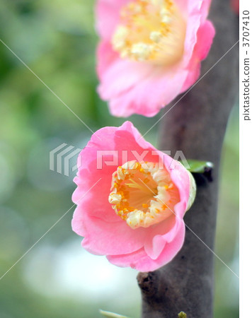 粉紅色的花瓣（山茶花） 3707410