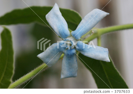 oxy bae plantarum, bloom, blossom 3707633