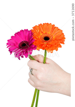 offer flowers 3711690
