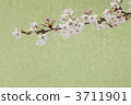 櫻桃樹 3711901