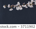 櫻桃樹 3711902