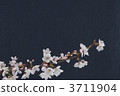 櫻桃樹 3711904