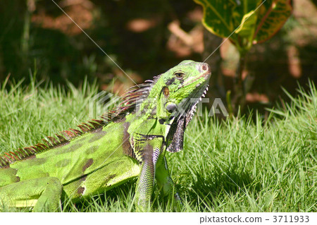 iguana 3711933
