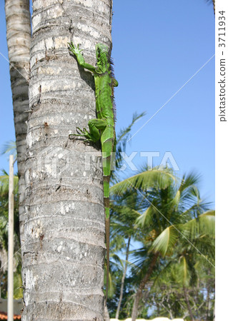 iguana 2 3711934