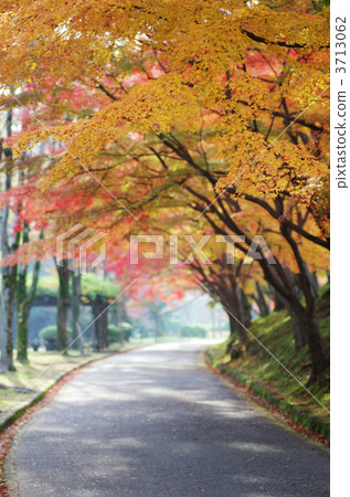 樹秋葉在姬路城堡Himeyama公園 樹秋葉在姬路城堡Himeyama公園 3713062