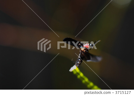 比目魚源氏螢火蟲 比目魚源氏螢火蟲 3715127