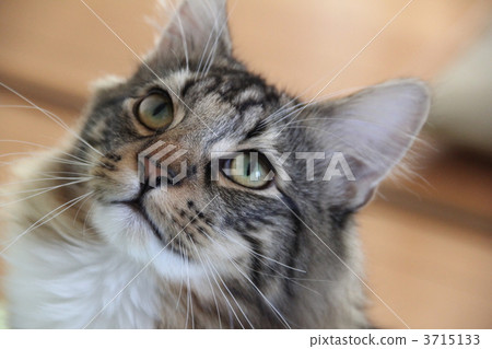 挪威讓森林貓 挪威讓森林貓 3715133