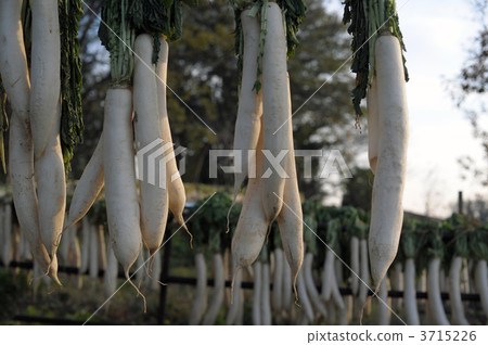 daikon radishes drying, dried daikon raddish, sun drying 3715226