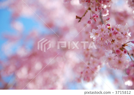 Weeping cherry tree 3715812