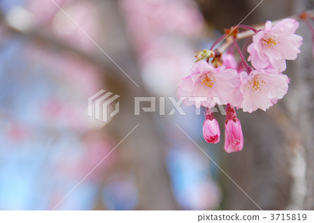 Weeping cherry tree 3715819