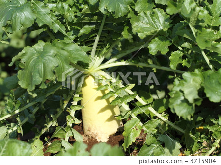 領域藍色脖子daikon 3715904