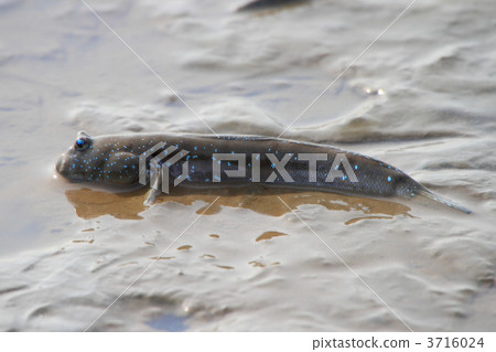彈塗魚 彈塗魚 3716024