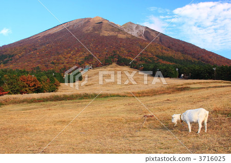 Daisen和山羊在秋天 Daisen和山羊在秋天 3716025