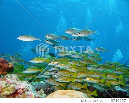 Yosugefudai and sawtooth die 3716357