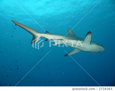 shark! shark! 3716363