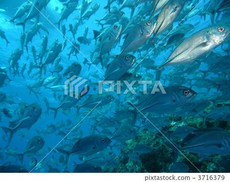 一群銀杏 3716379