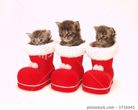 在紅色靴子的三隻小貓 3716845