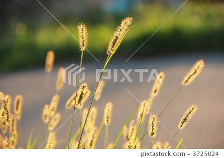 金色的enokoro草 3725024