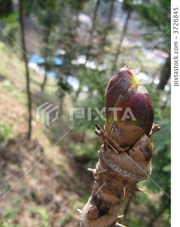 塔拉芽 塔拉芽 3726845