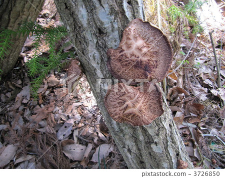 香菇 香菇 3726850