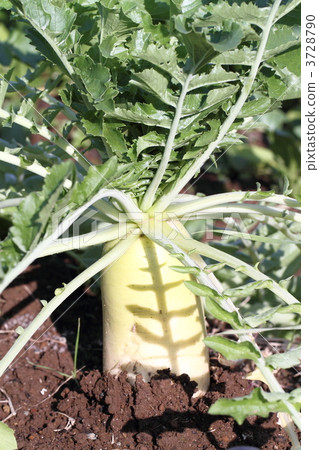 Field blue blue neck daikon 3728790