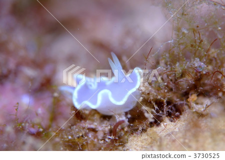 海參 海參 3730525