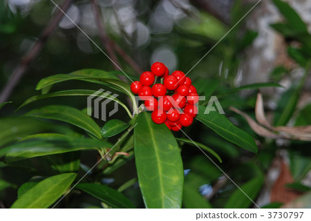 Tsurushikimi 3730797