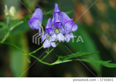 Ezo trikabuto 3730801