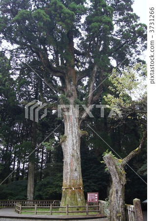 Kirishima Jingu Shrine 3731266