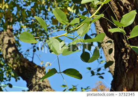 樹·美國Dego豆類 3732345