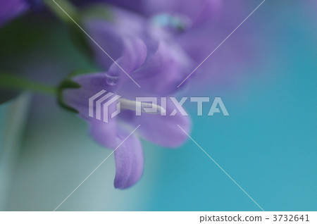 風鈴花 花瓣 露滴 3732641