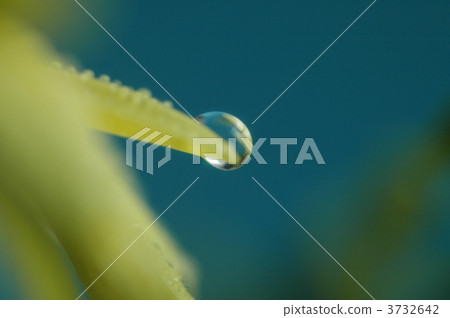 露滴 眼淚 黃花 3732642