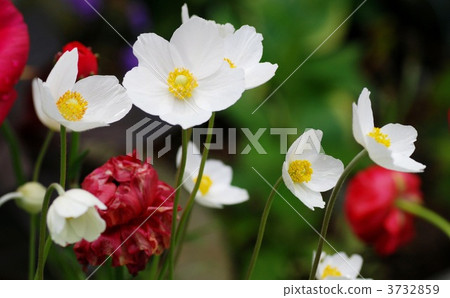 anemone, windflower, outside 3732859