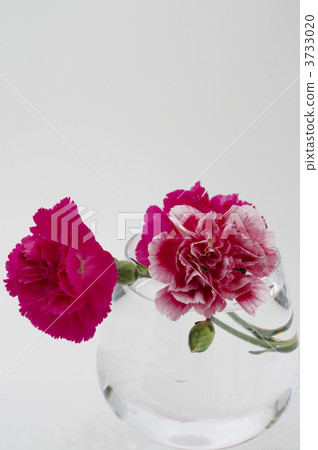 Carnation to the glass Carnation to the glass 3733020
