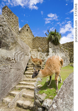 Llamas at Machu Picchu Llamas at Machu Picchu 3733048