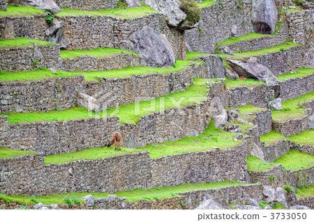 Terraces of Machu Picchu Terraces of Machu Picchu 3733050