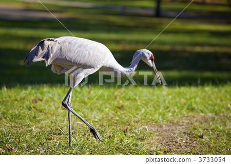 Sandhill Crane Sandhill Crane 3733054