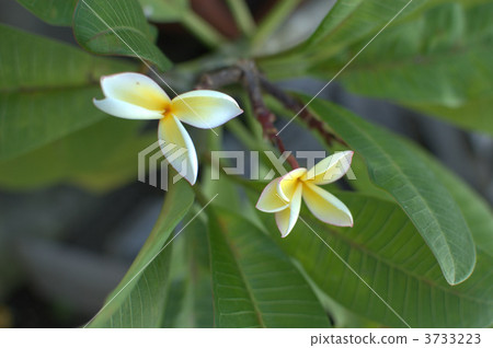Plumeria 3733223