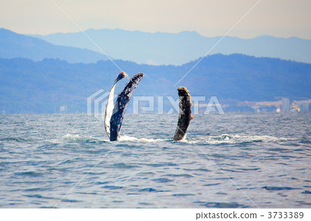 Sea monster Sea monster 3733389