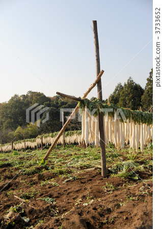 幹蘿蔔 幹蘿蔔 3733652