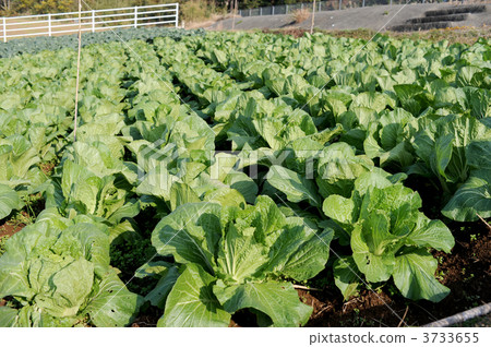 大白菜田 大白菜田 3733655