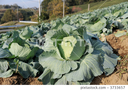 cabbage  3733657