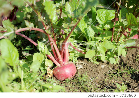 红萝卜 糖萝卜 萝卜