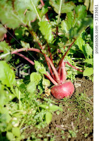 紅蘿蔔 3733661
