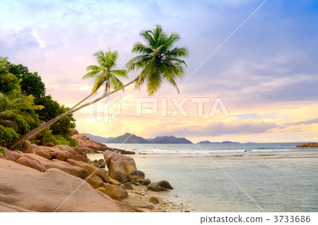 Palms over water Palms over water 3733686