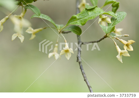 牛奶子 牛奶子 3733759