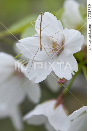 Nanakage 3733789